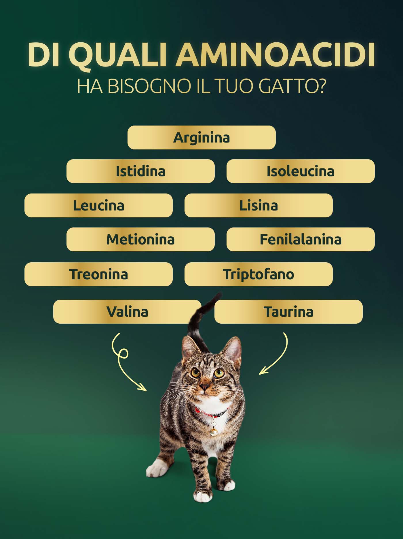 Aminoacidi per gatti