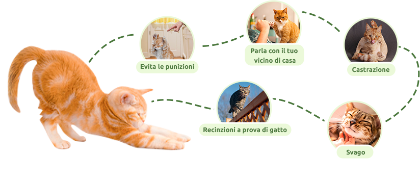Piccoli trucchetti per evitare che il tuo gatto si allontani troppo