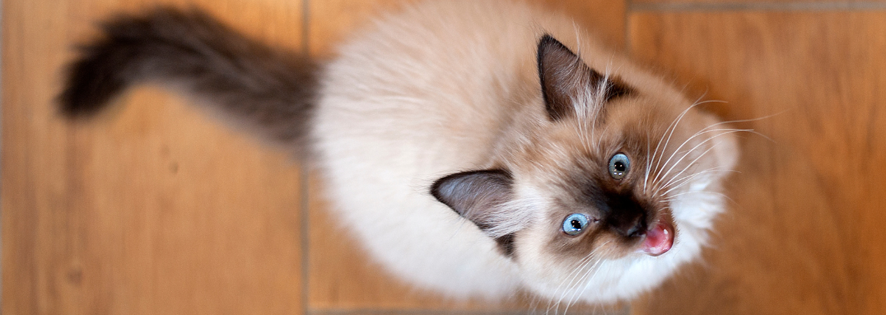Il miagolio dei gatti