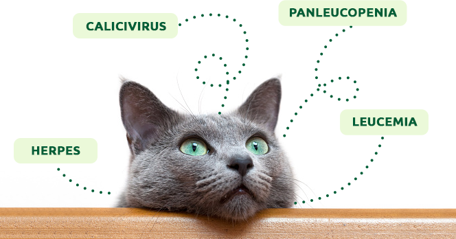 Quali vaccini dovrebbe ricevere un gatto adulto?