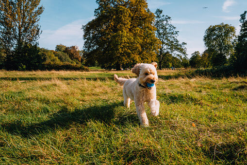 Cane che corre attraverso il campo