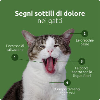 Lievi segni di dolore nei gatti