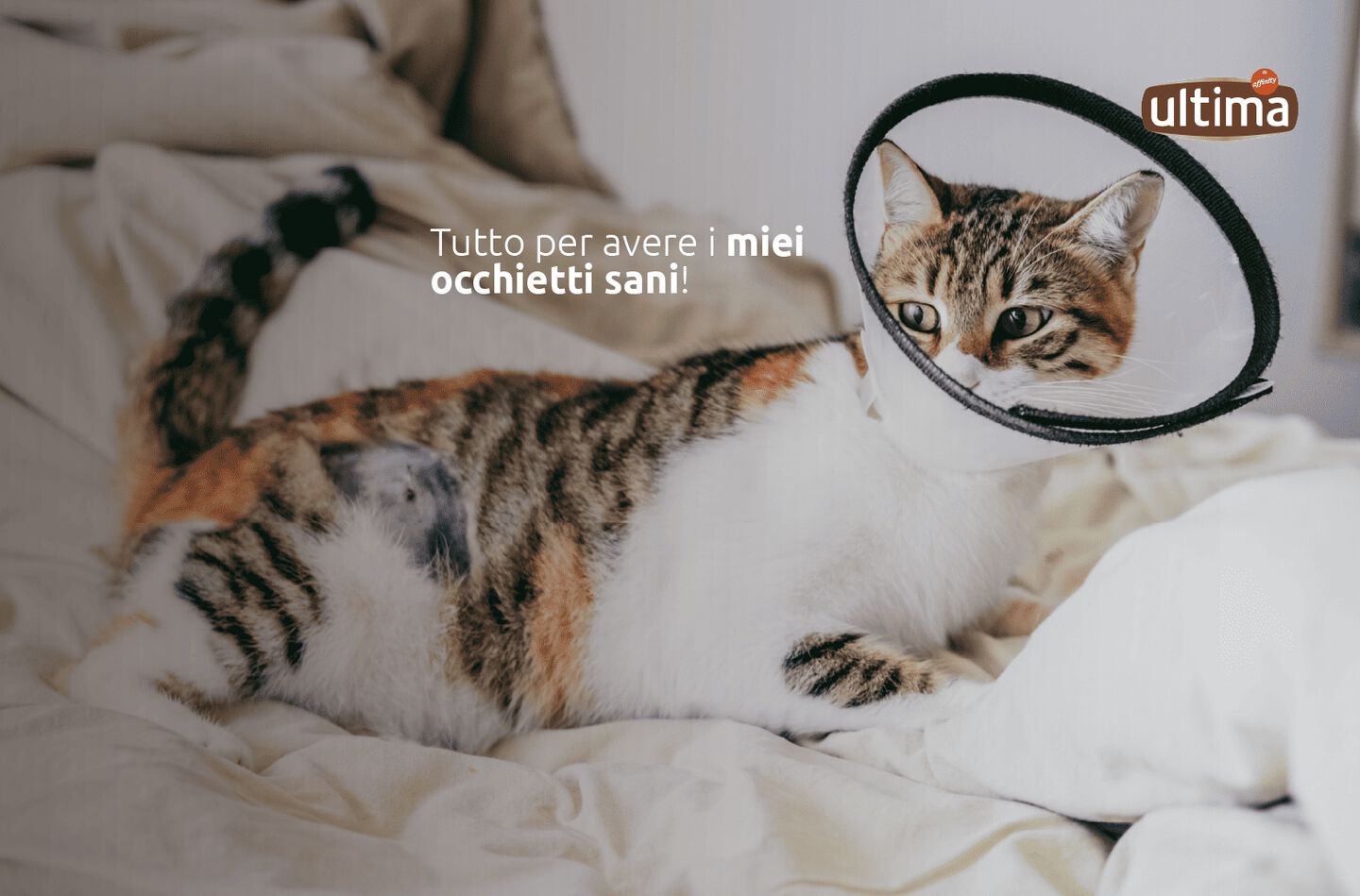 Fotografia di gatto con congiuntivite e colletto elisabettiano. Testo: &ldquo;Tutto per avere i miei occhietti sani!&rdquo;