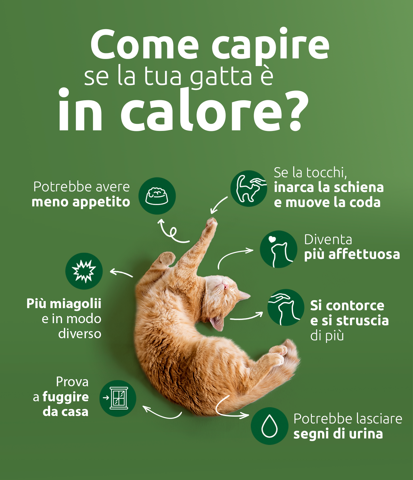 Come riconoscere se la mia gatta &egrave; in calore?