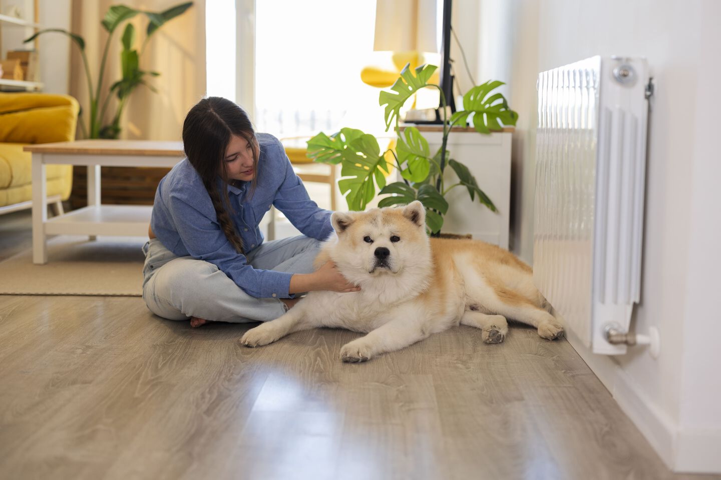 Akita