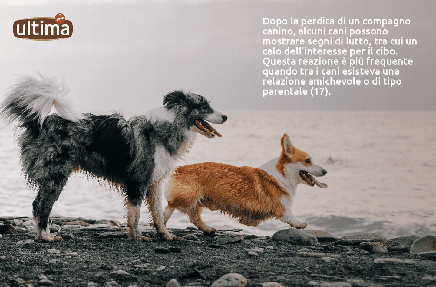 Due cani che corrono allegramente nel campo. Testo: Dopo la perdita di un compagno canino, alcuni cani possono mostrare segni di lutto, tra cui un calo dell&rsquo;interesse per il cibo. Questa reazione &egrave; pi&ugrave; frequente quando tra i cani esisteva una relazione amichevole o di tipo parentale (17).