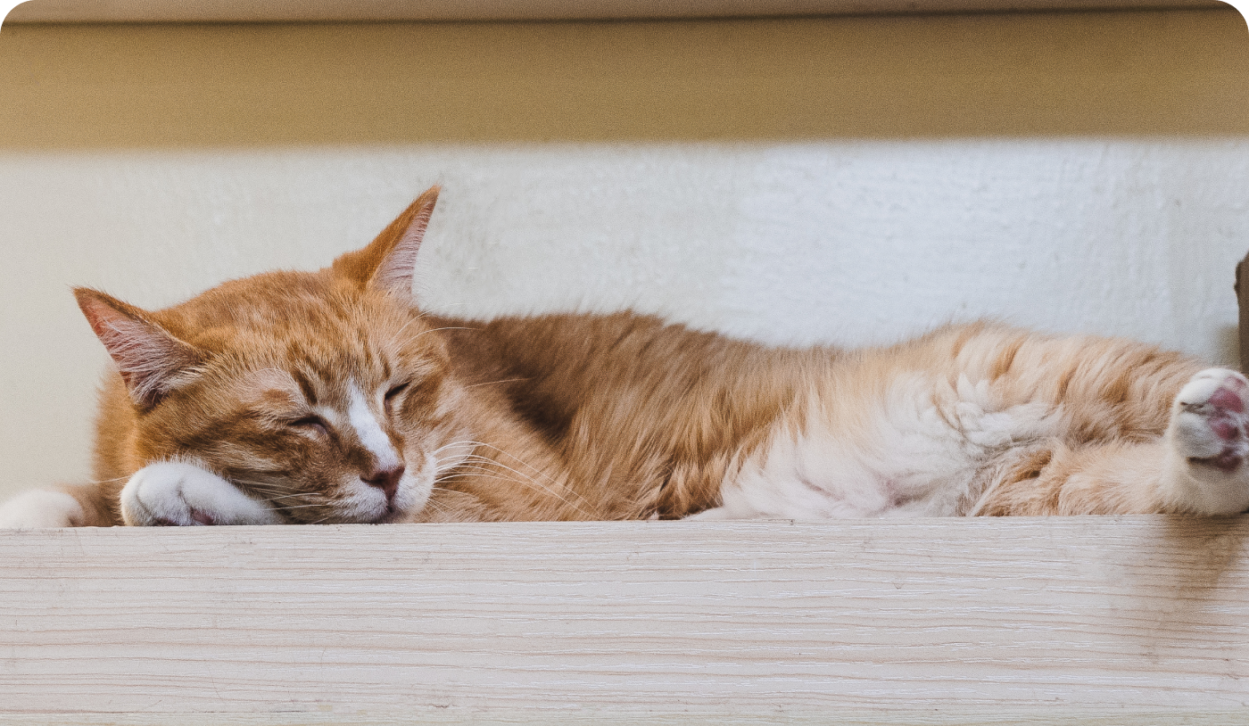 gatto addormentato