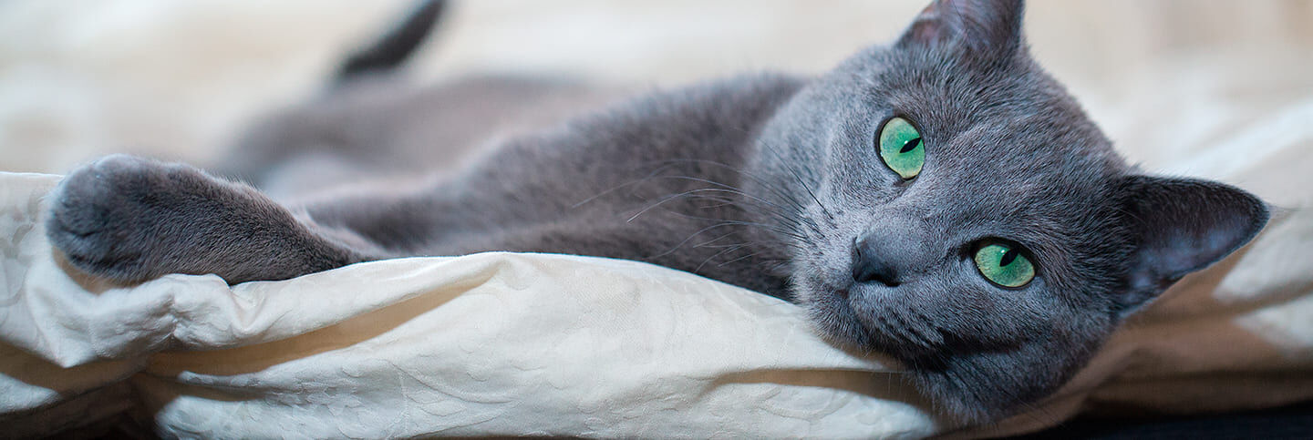 Come capire se il tuo gatto non &egrave; in buona salute