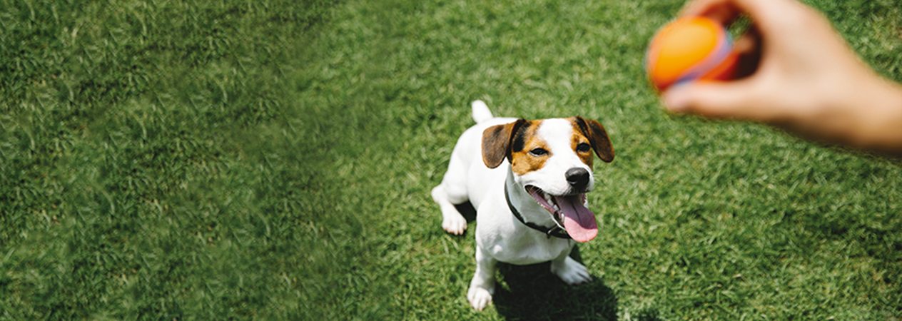 Giocare a palla con il tuo cane
