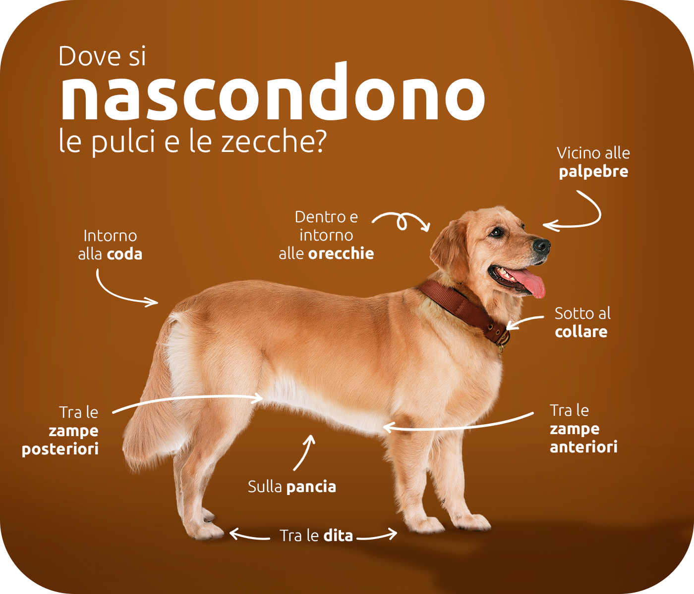 dove si nascondono le pulci e le zecche?