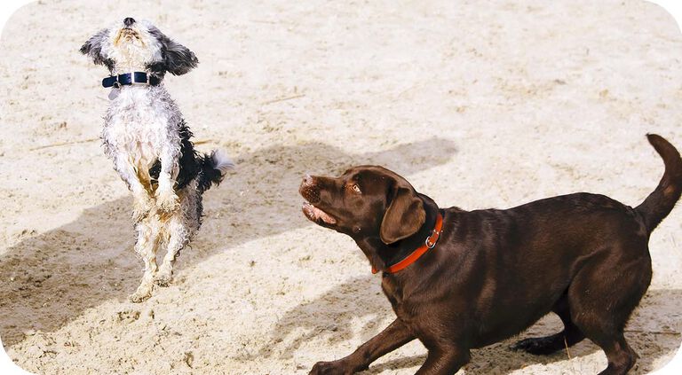 Cani che giocano sulla spiaggia