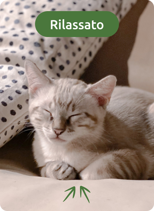 linguaggio corporeo del tuo gatto