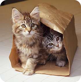 due gattini in una scatola