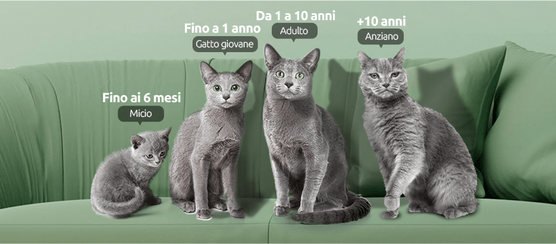categorie di un gatto in base all'et&agrave;