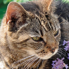 Image Link For Catnip o erba gatta: cos &egrave;?