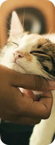 fiducia gatto