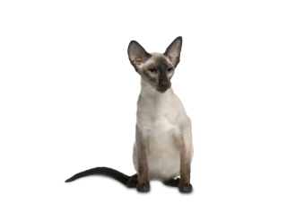 Gatto Balinese