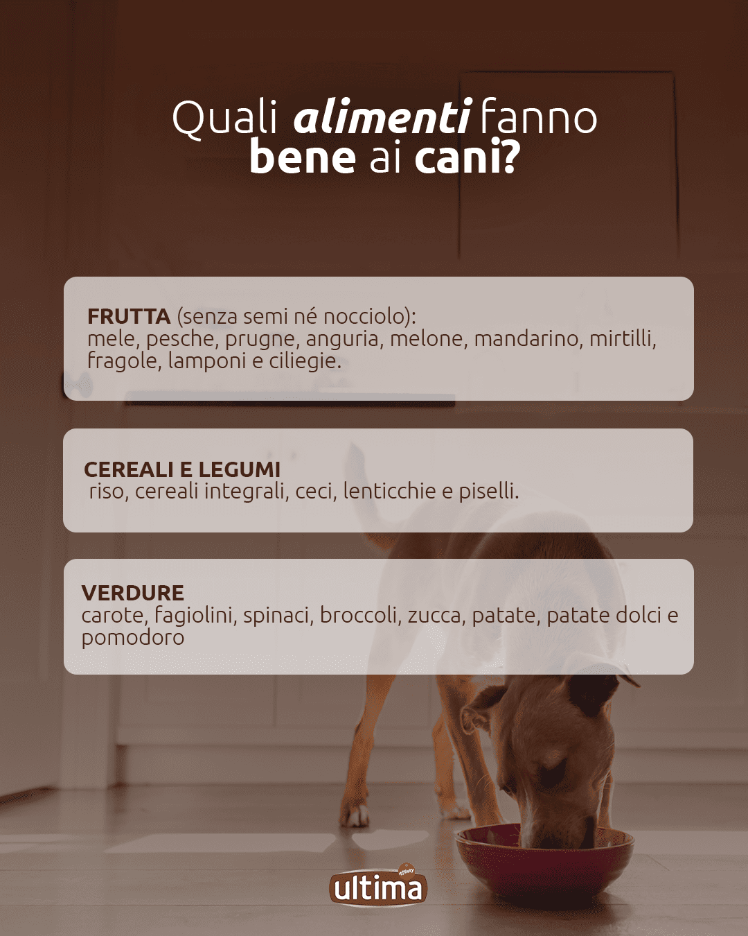 Quali alimenti fanno bene ai cani? Frutta (senza semi n&eacute; nocciolo): mele, pesche, prugne, anguria, melone, mandarino, mirtilli, fragole, lamponi e ciliegie. Cereali e legumi come riso, cereali integrali, ceci, lenticchie e piselli. Verdure per cani: carote, fagiolini, spinaci, broccoli, zucca, patate, patate dolci e pomodoro