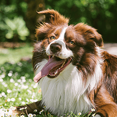 Image Link For Razze di cani di taglia media