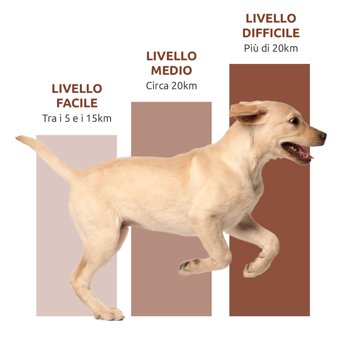 Grafico del livello del percorso