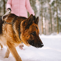 Image Link For I cani e l&rsquo;inverno: come sapere quando il mio cane ha freddo?