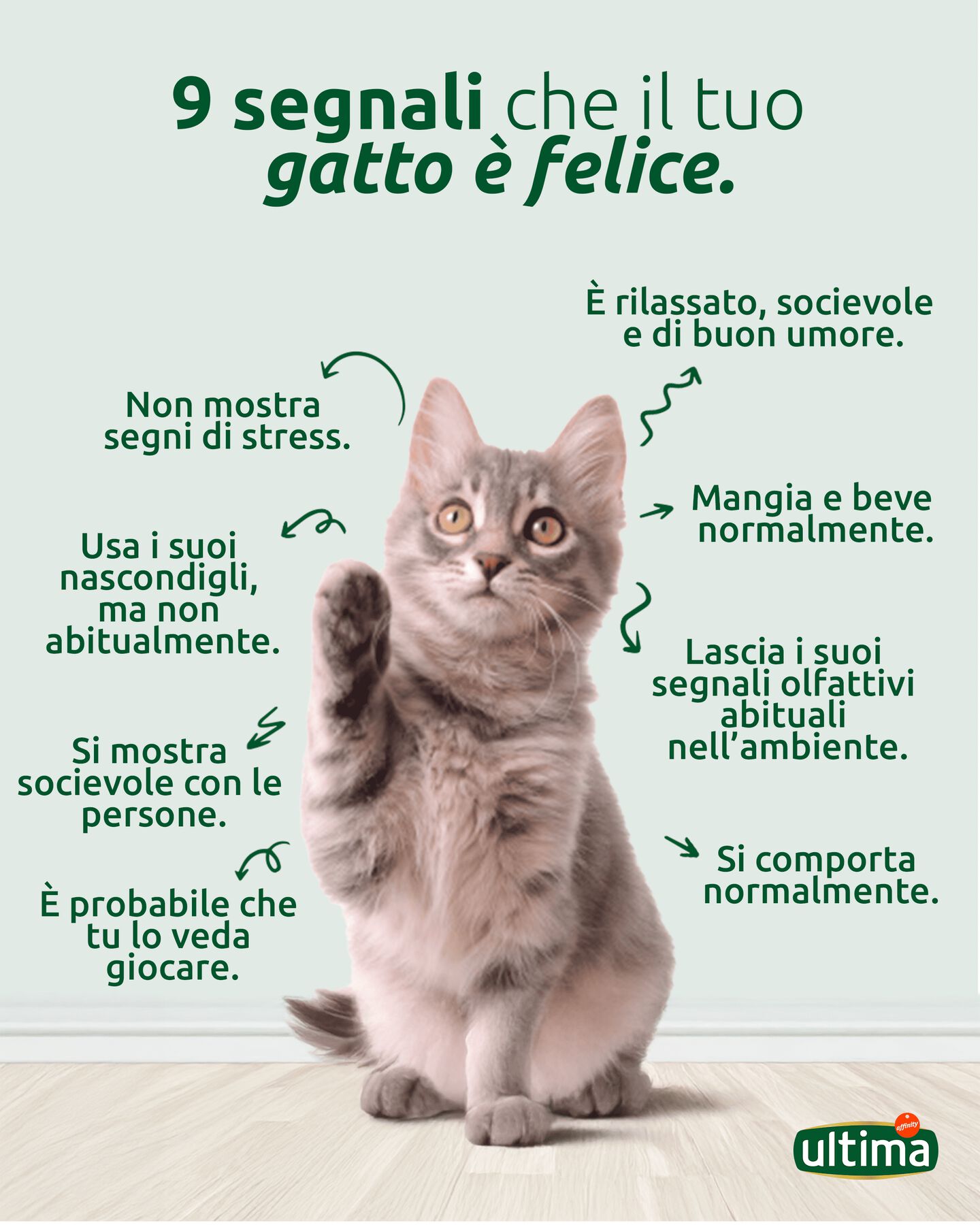 9 segnali che il tuo gatto &egrave; felice