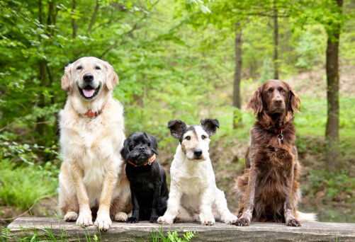 Quattro cani seduti in fila