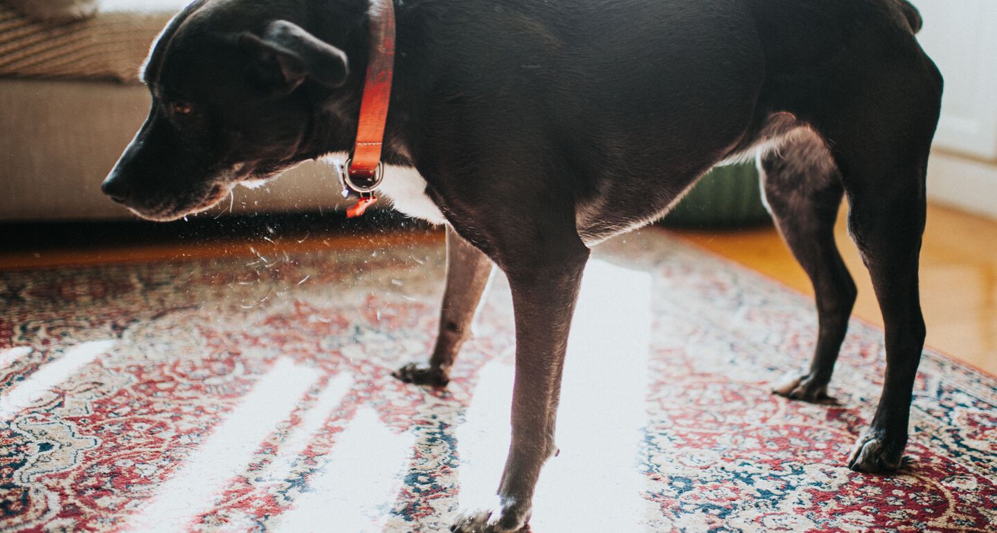 Cane sul tappeto