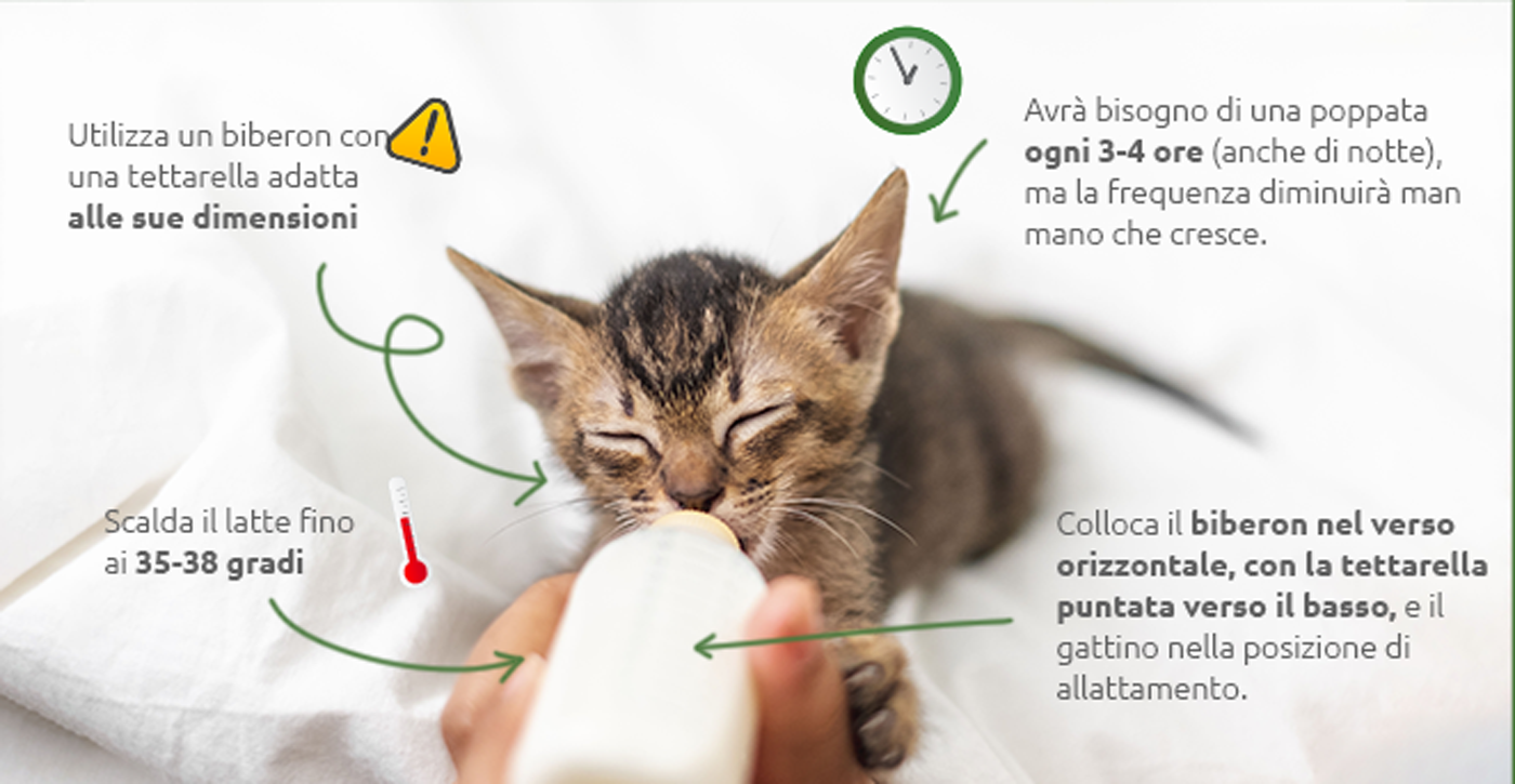 Come allattare un gattino con il biberon