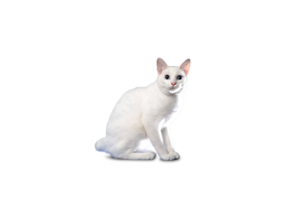 Bobtail giapponese