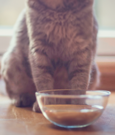 Image Link For Il mio gatto non beve. Che faccio?