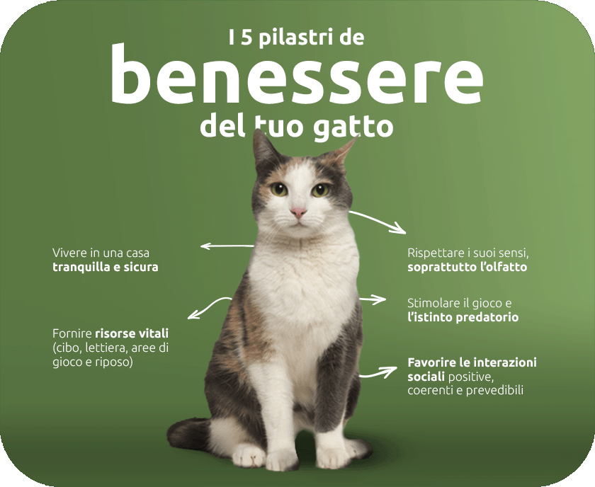 5 pilastri per il benessere del tuo gatto
