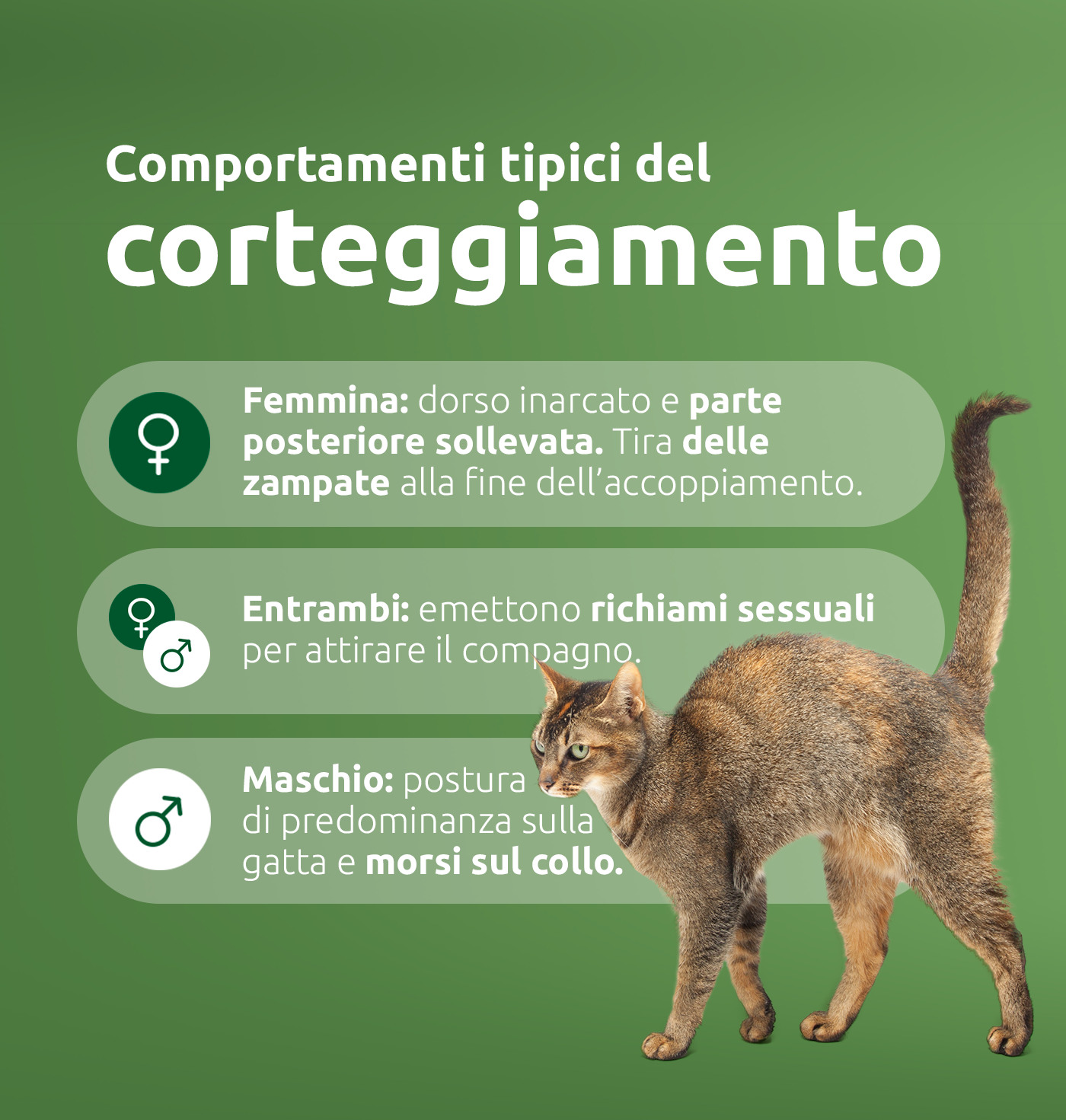Comportamenti del gatto durante il corteggiamento