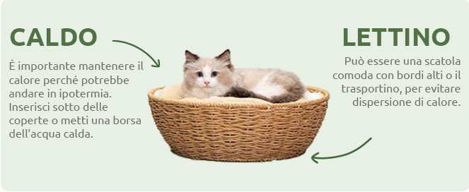 Calore e letto per gattini