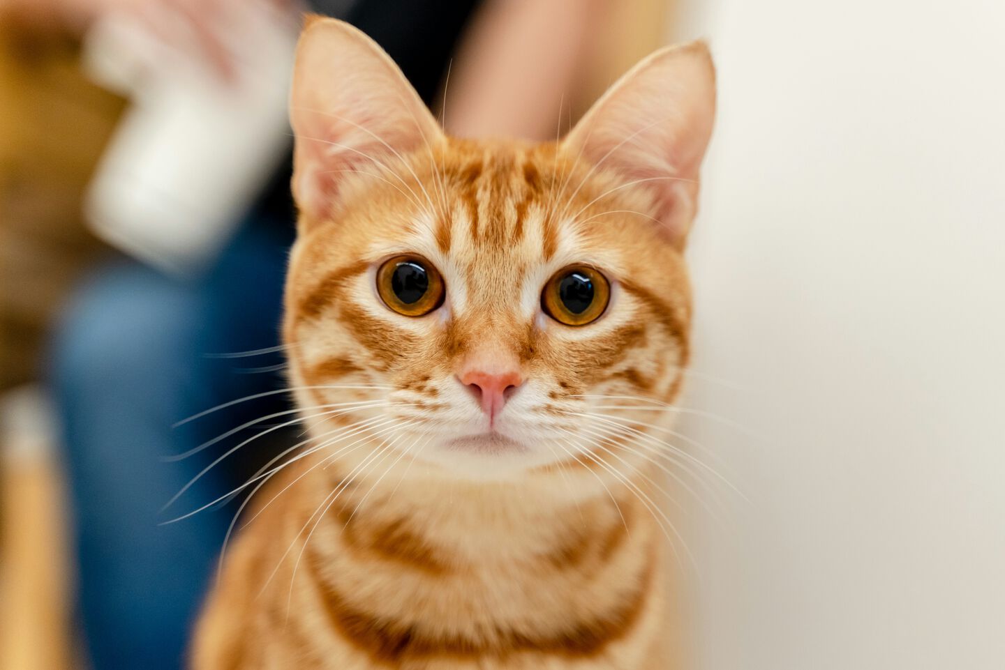 Gatto che guarda dritto davanti a s&eacute;