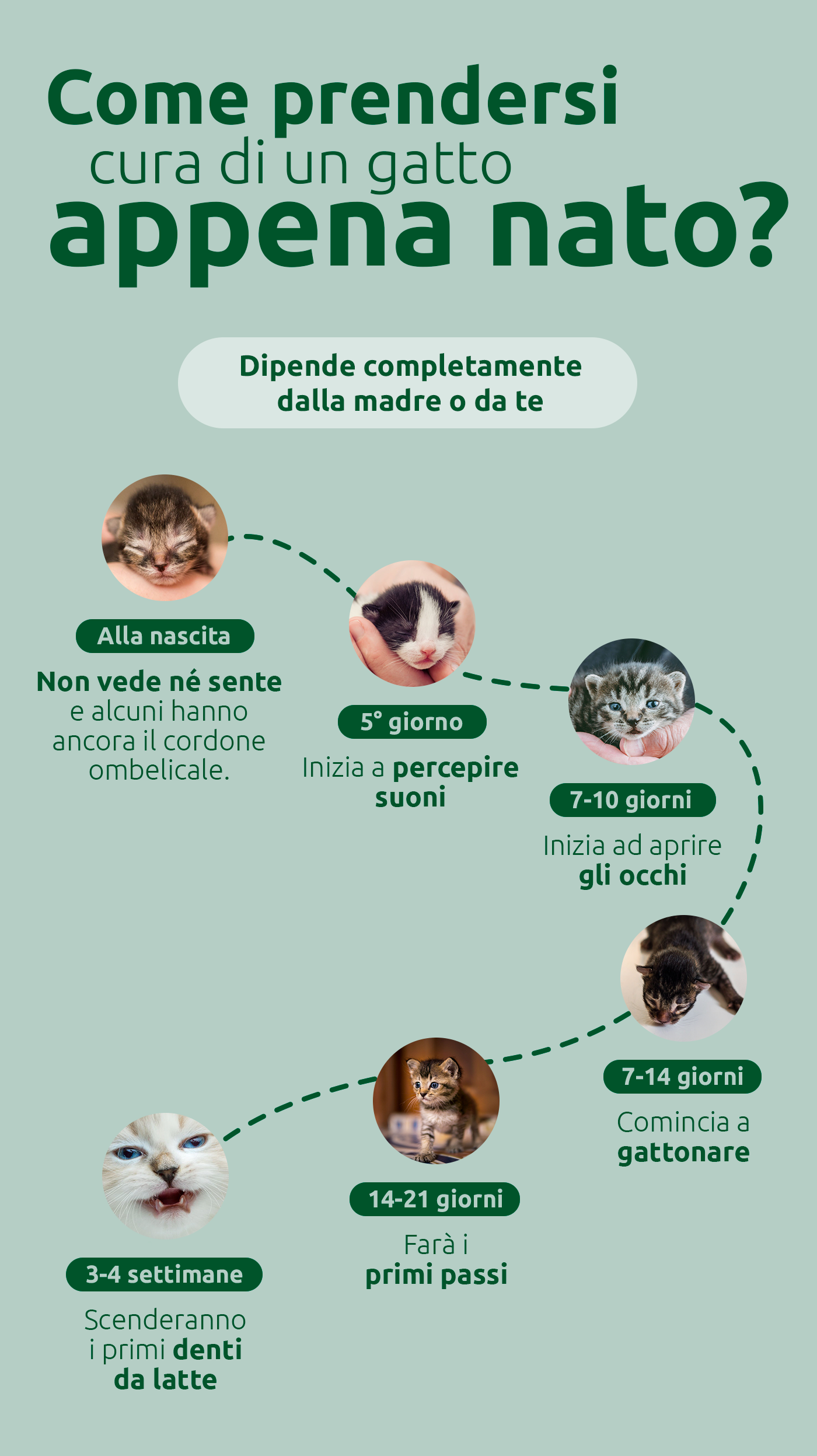 Come prendersi cura di un gattino appena nato