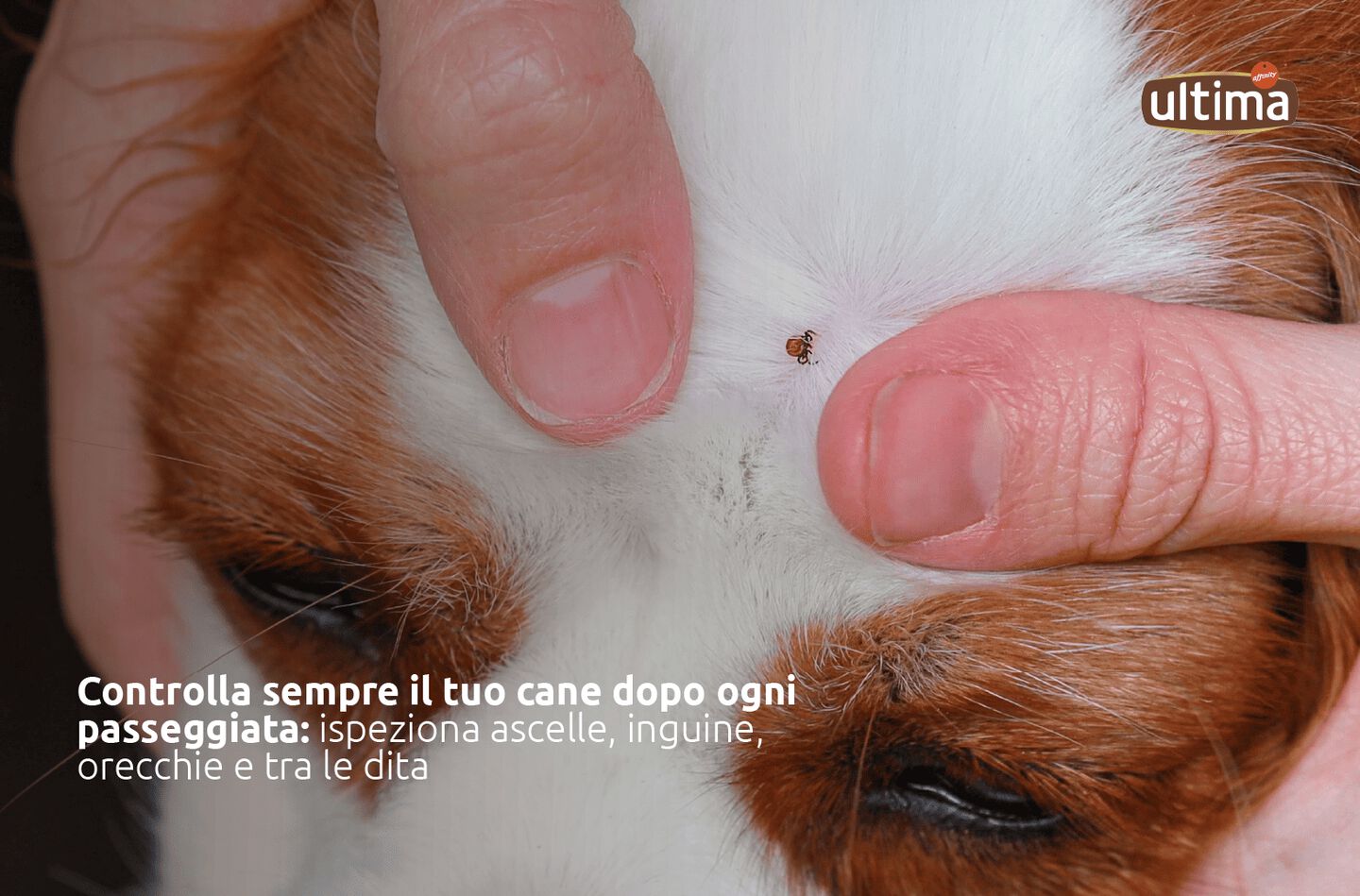 Testo alternativo immagine: Fotografia della testa di un cane con una zecca. Testo sull&rsquo;immagine: &ldquo;Controlla sempre il tuo cane dopo ogni passeggiata: ispeziona ascelle, inguine, orecchie e tra le dita.&rdquo;