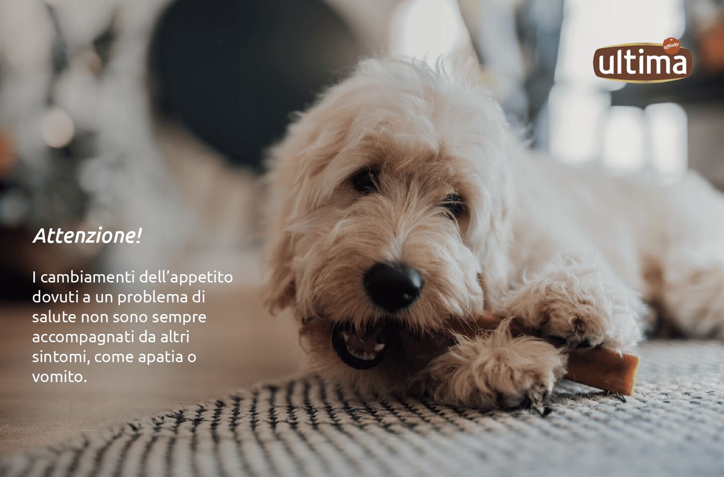 Cane color cannella seduto sull&rsquo;erba. Testo: Attenzione! I cambiamenti dell&rsquo;appetito dovuti a un problema di salute non sono sempre accompagnati da altri sintomi, come apatia o vomito.
