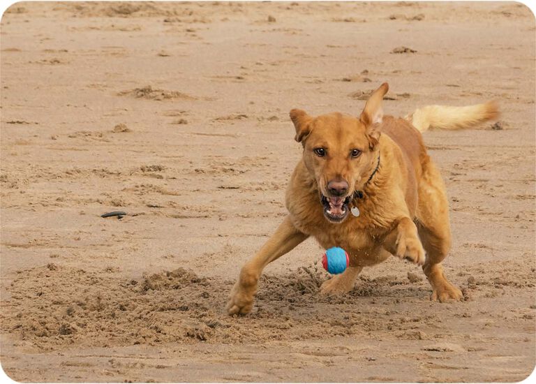 Giocare a palla con il tuo cane