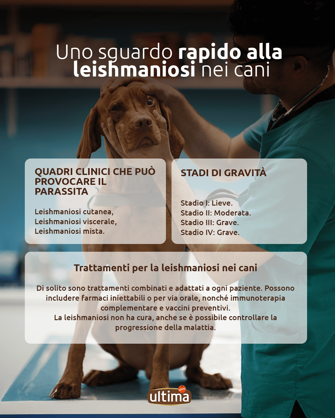 Infografica intitolata "Una rapida occhiata alla leishmaniosi nei cani". Testo: Sintomi clinici che possono essere causati dal parassita: leishmaniosi cutanea, leishmaniosi viscerale, leishmaniosi mista. Stadi di gravit&agrave;: Stadio I: lieve. Stadio II: moderata. Stadio III: grave. Stadio IV: grave. Trattamenti per la leishmaniosi nei cani: si tratta solitamente di trattamenti combinati, personalizzati per ogni paziente. Possono includere farmaci iniettabili o orali, nonch&eacute; immunoterapia complementare e vaccini preventivi. &Egrave; importante ricordare che non esiste una cura per la leishmaniosi, sebbene la progressione della malattia possa essere controllata.
