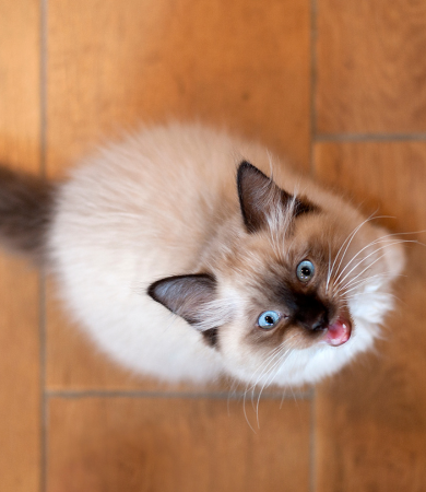 Image Link For I miagolii dei gatti: cosa significano? Quanti tipi ce ne sono?