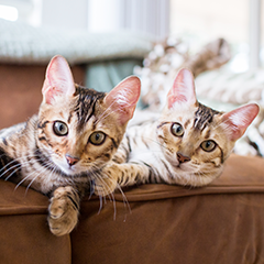 Image Link For Come introdurre un nuovo gatto in casa: 9 passi per una buona adattamento