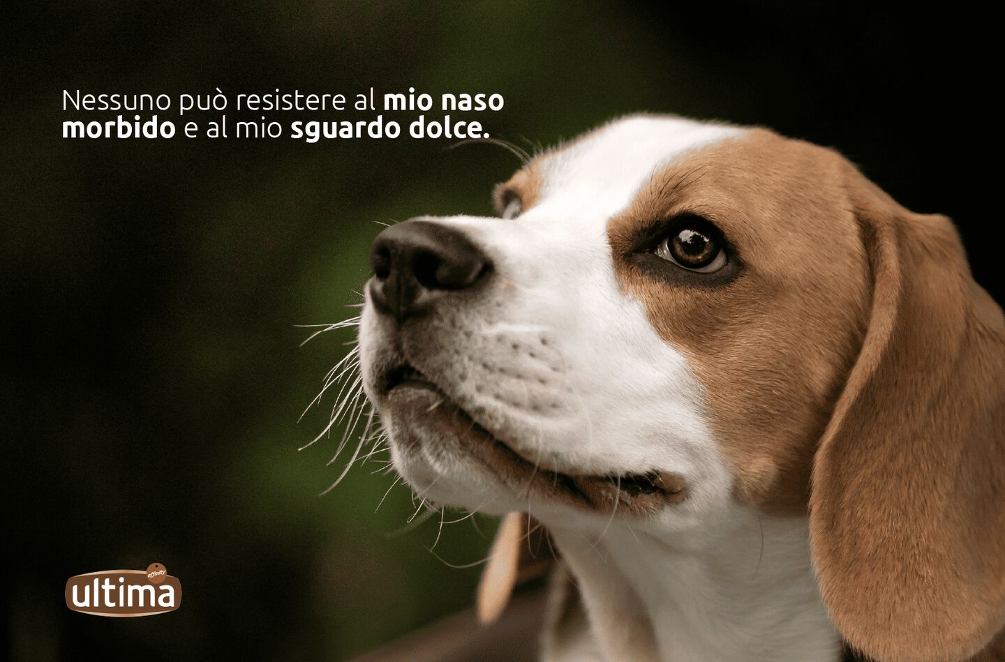 Primo piano di un beagle che guarda verso l'alto. Testo: Nessuno pu&ograve; resistere al mio naso delicato e al mio sguardo dolce.
