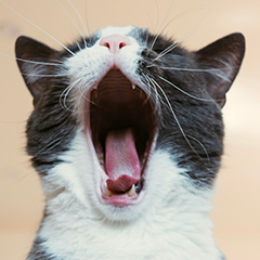 Image Link For Perch&eacute; il mio gatto non vuole giocare con i suoi giocattoli?