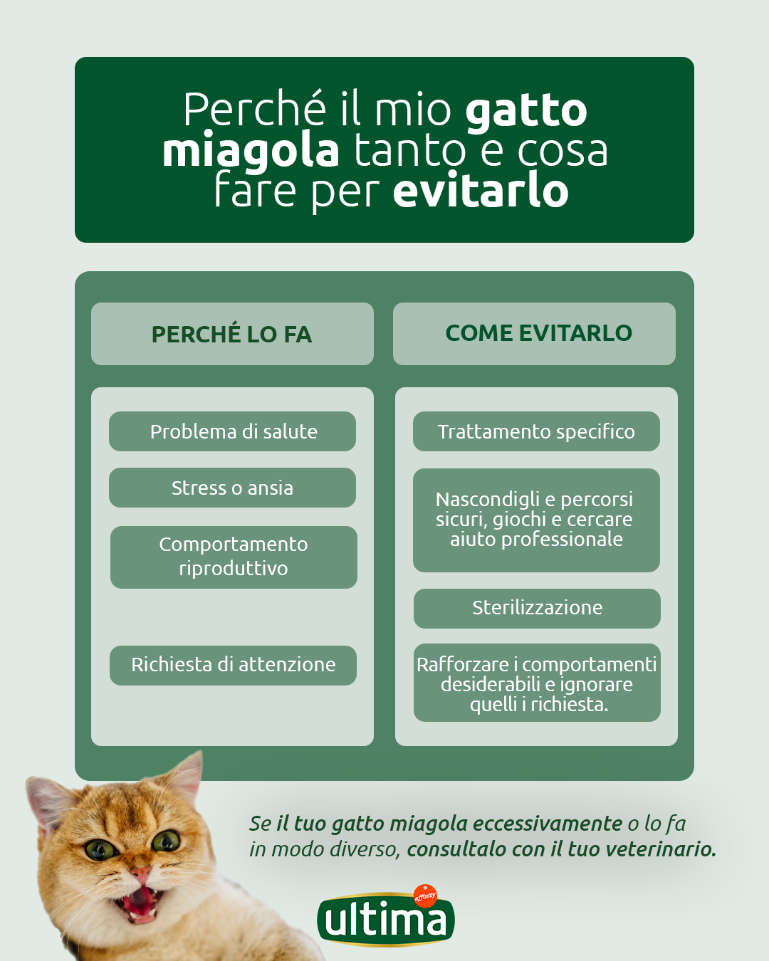 Perch&eacute; il mio gatto miagola spesso e cosa fare per evitarlo