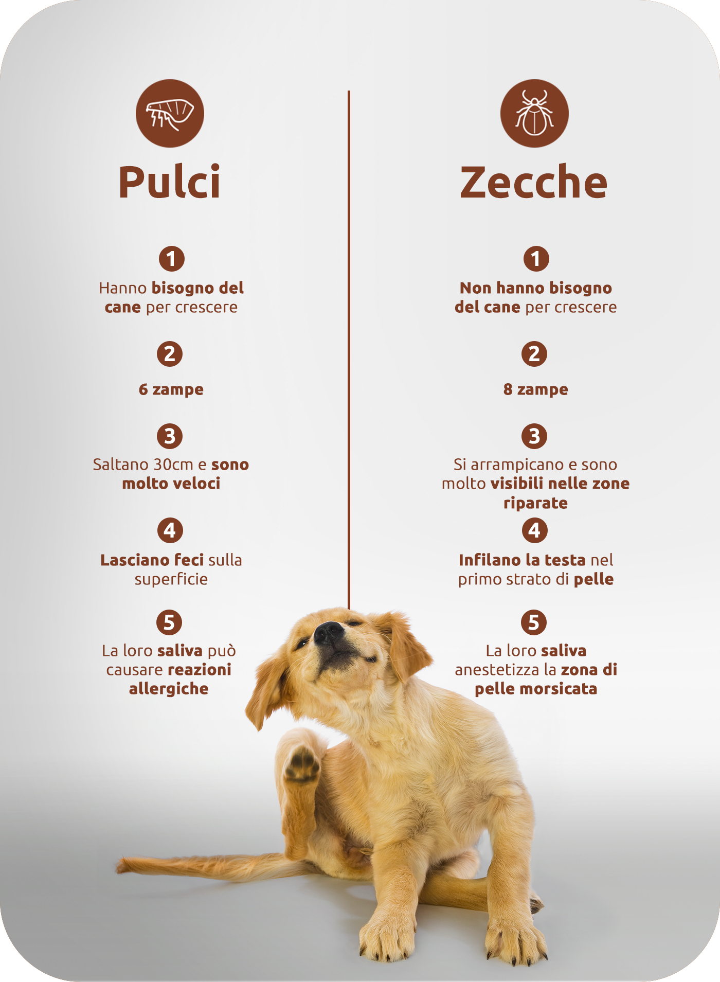 Confronto dei sintomi tra pulci e zecche
