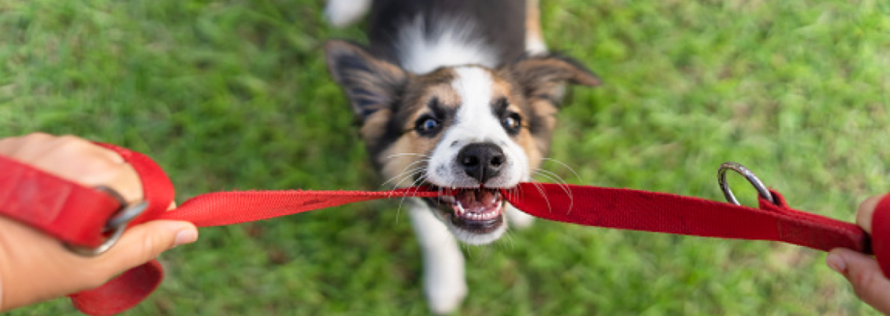 Come stimolare la mente del mio cane?