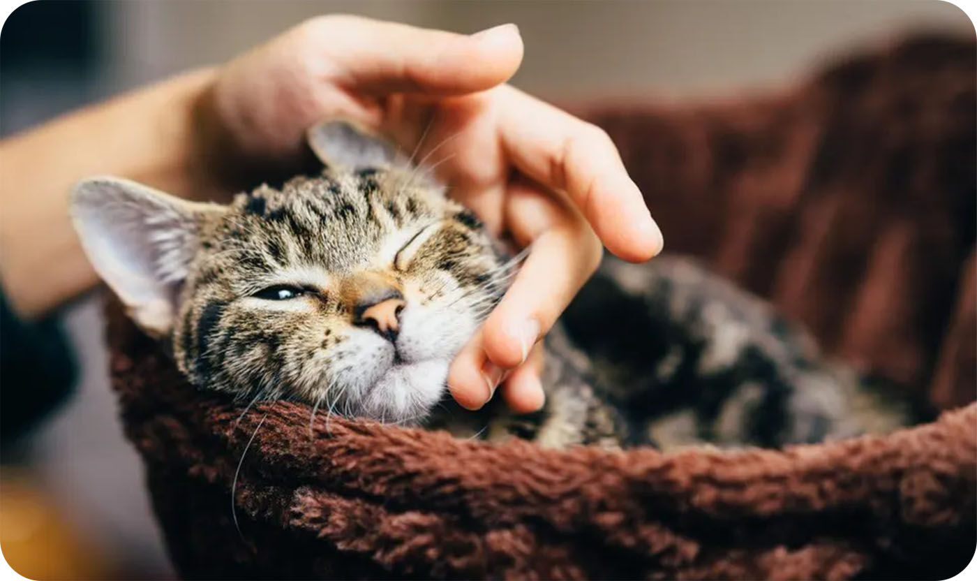 Accarezzare il tuo gatto
