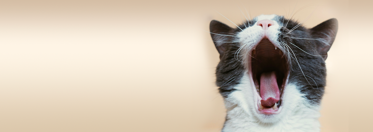 Perch&eacute; il mio gatto non vuole giocare con i suoi giocattoli?