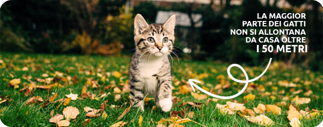 piccolo gattino che cammina nel parco